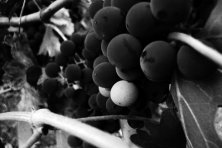 Ruta Enoturística en Azuaga 