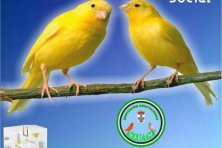 EXPOSICIÓN ORNITOLÓGICA SOCIAL